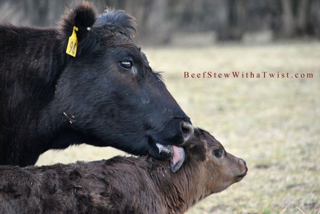 Cow licking calf