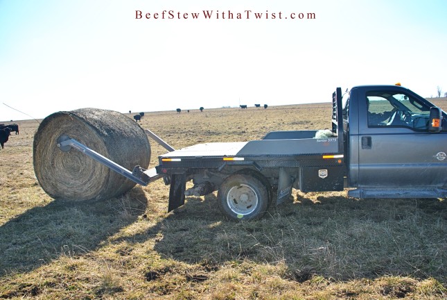 Feeding Hay with Truck